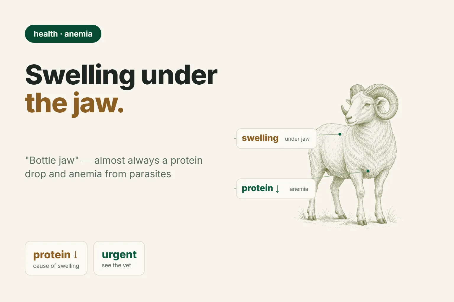 Bottle Jaw in Sheep: Why the Swelling Appears Under the Jaw and How to Stop the Anaemia