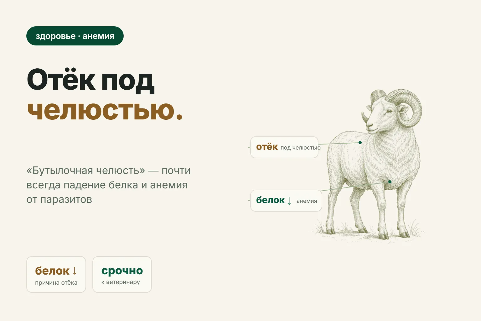 Бутылочная челюсть у овец: почему отекает под челюстью и как остановить анемию