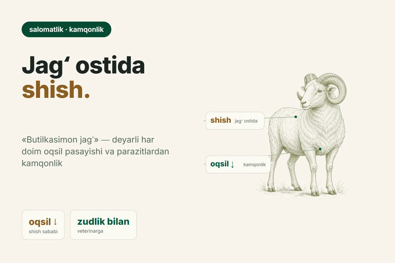 Qoʻylarda jagʻ osti shishi: nega jagʻ ostida shish paydo boʻladi va kamqonlikni qanday toʻxtatish mumkin