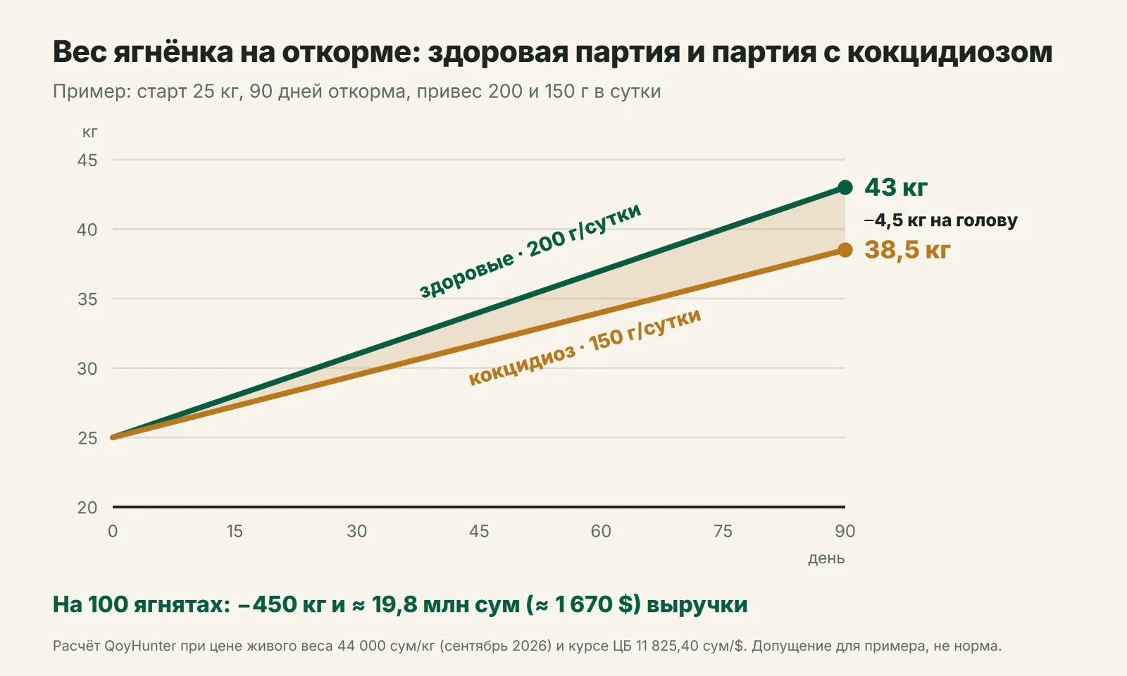 Привес партии из 100 ягнят за 90 дней: здоровые и с кокцидиозом