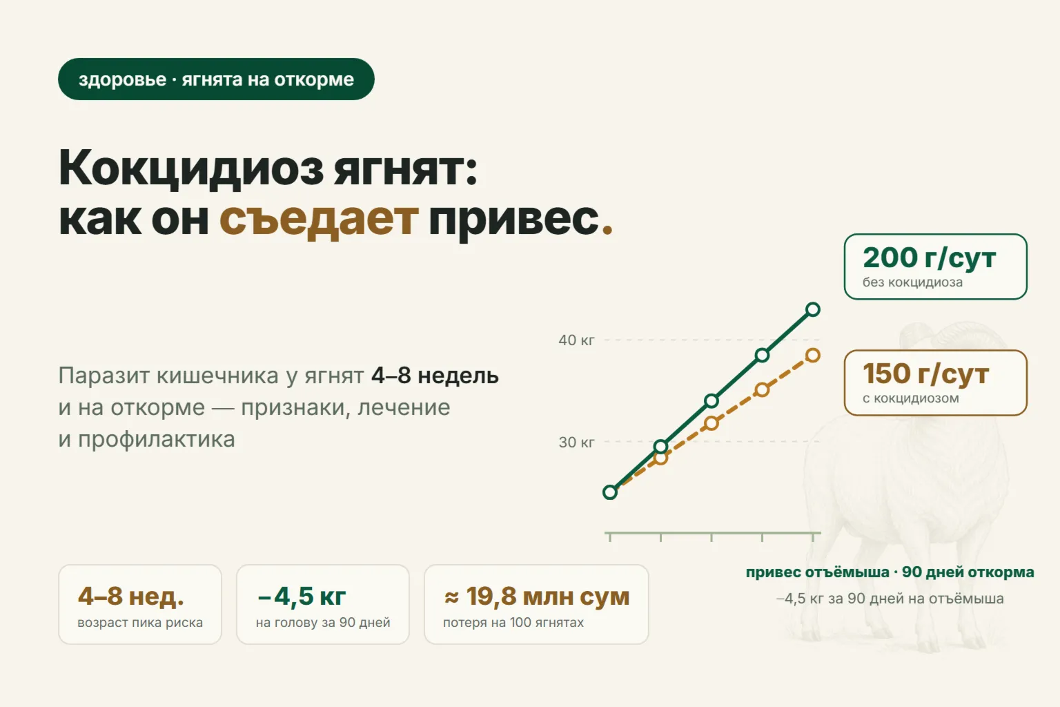 Кокцидиоз у ягнят: почему отъёмыши поносят и не набирают вес на откорме