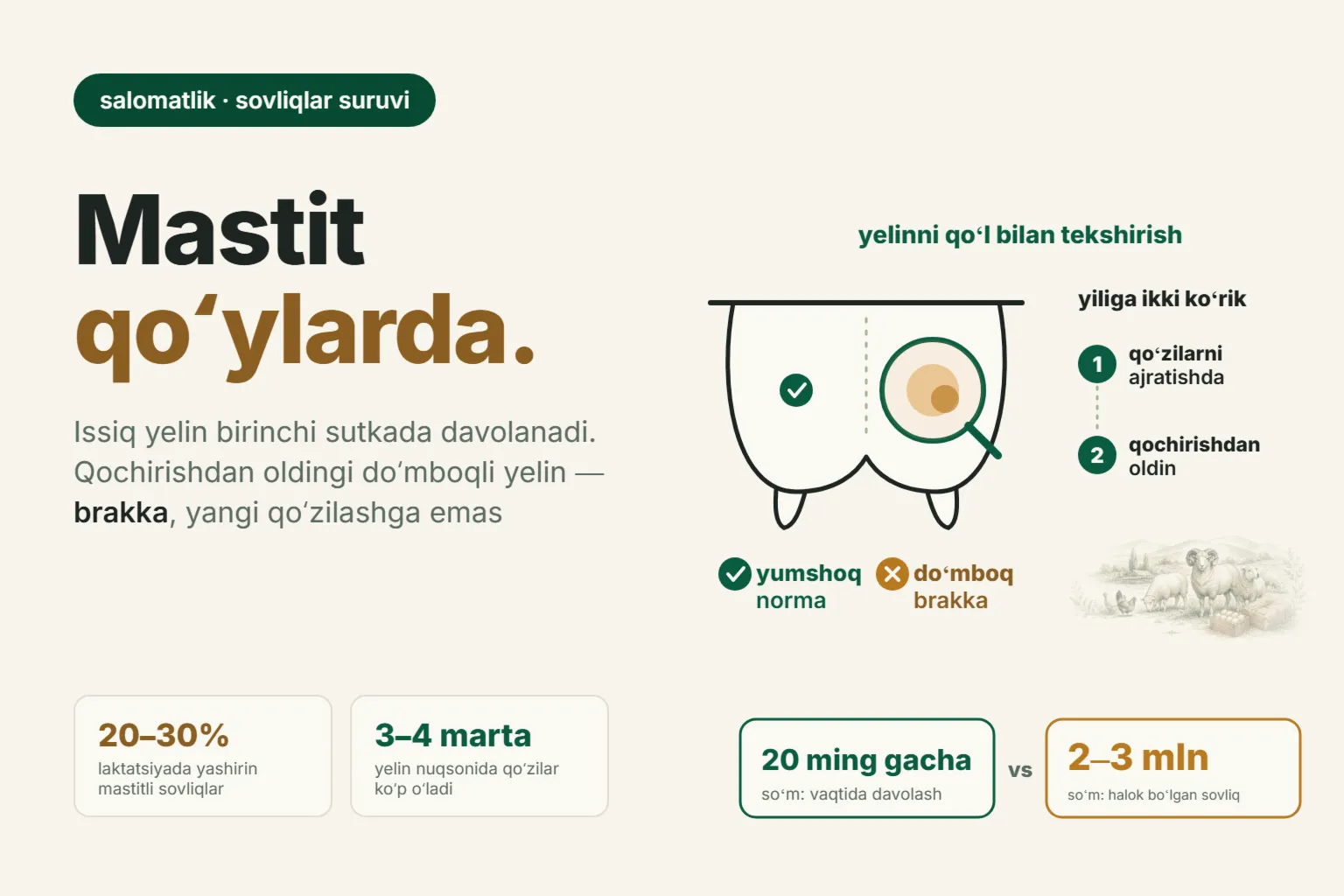Qoʻylarda mastit: belgilari, davolash va qochirishdan oldin sovliqlarni brakka chiqarish