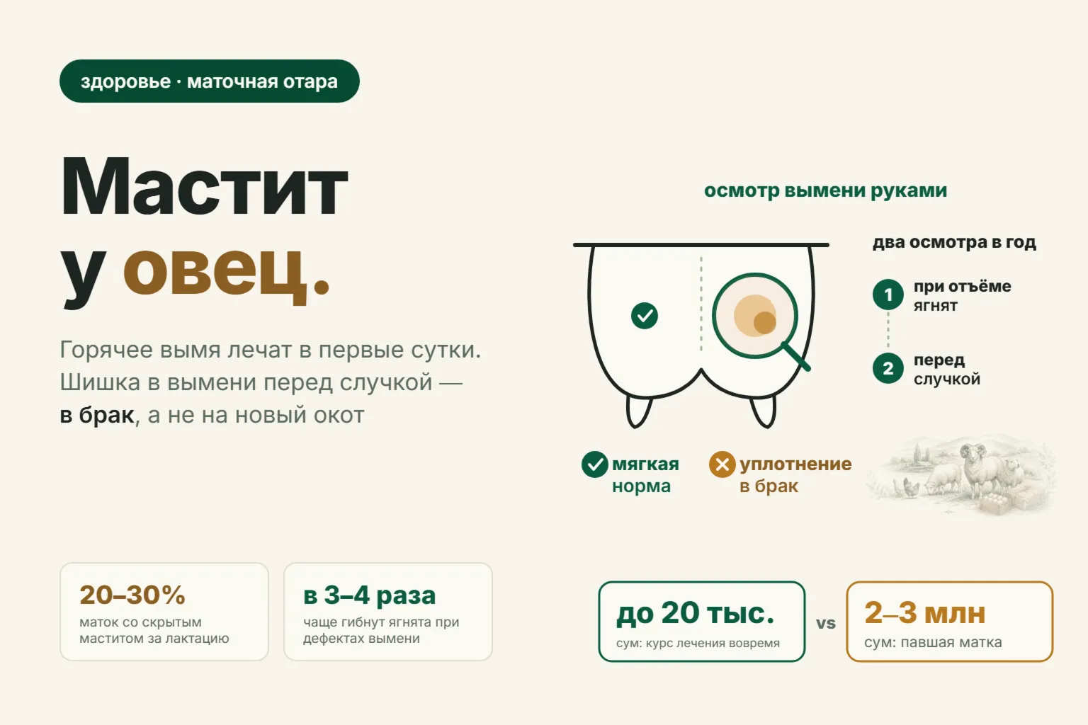 Мастит у овец: признаки, лечение и каких маток браковать перед случкой