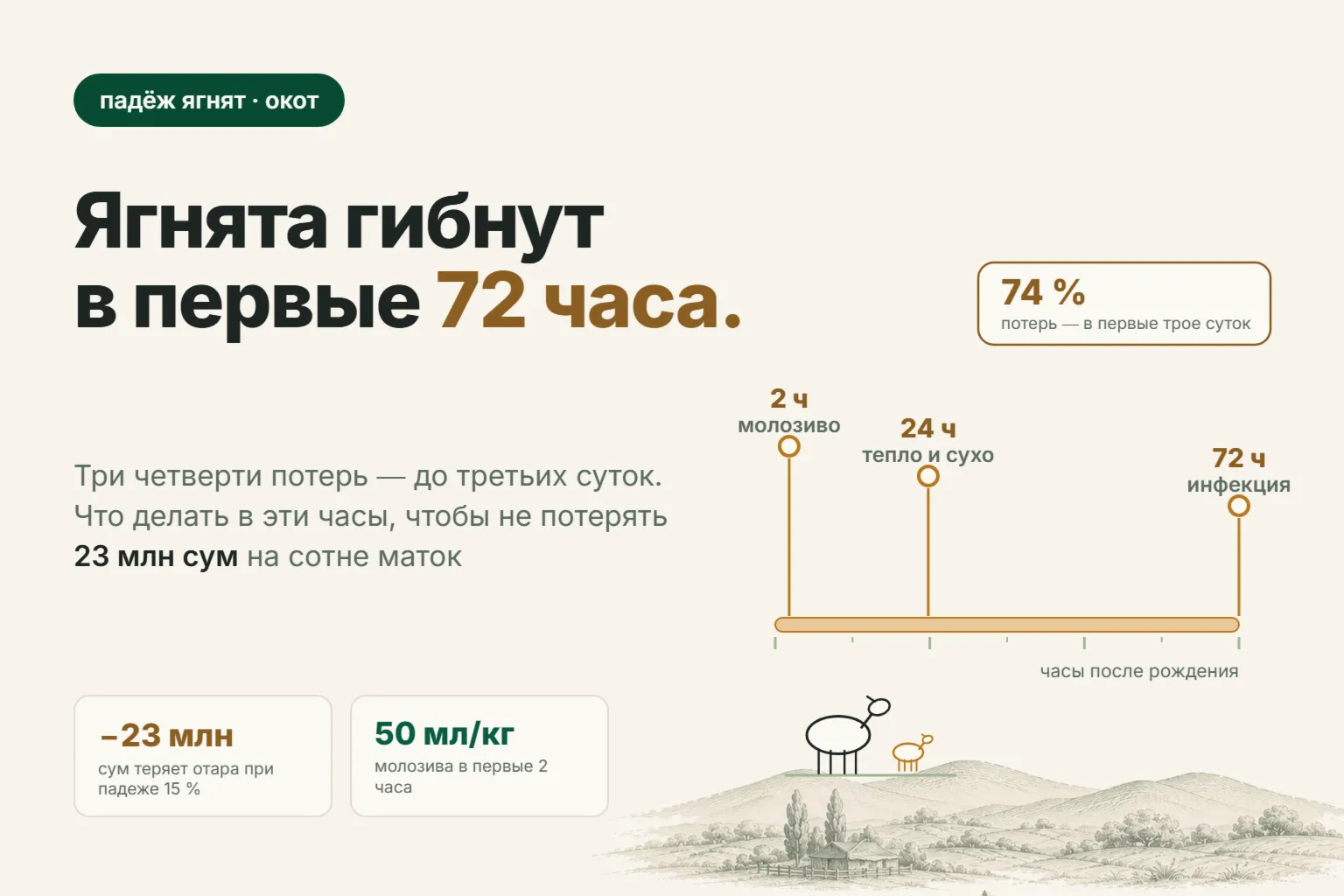 Почему гибнут новорождённые ягнята: холод, молозиво и первые 72 часа после окота