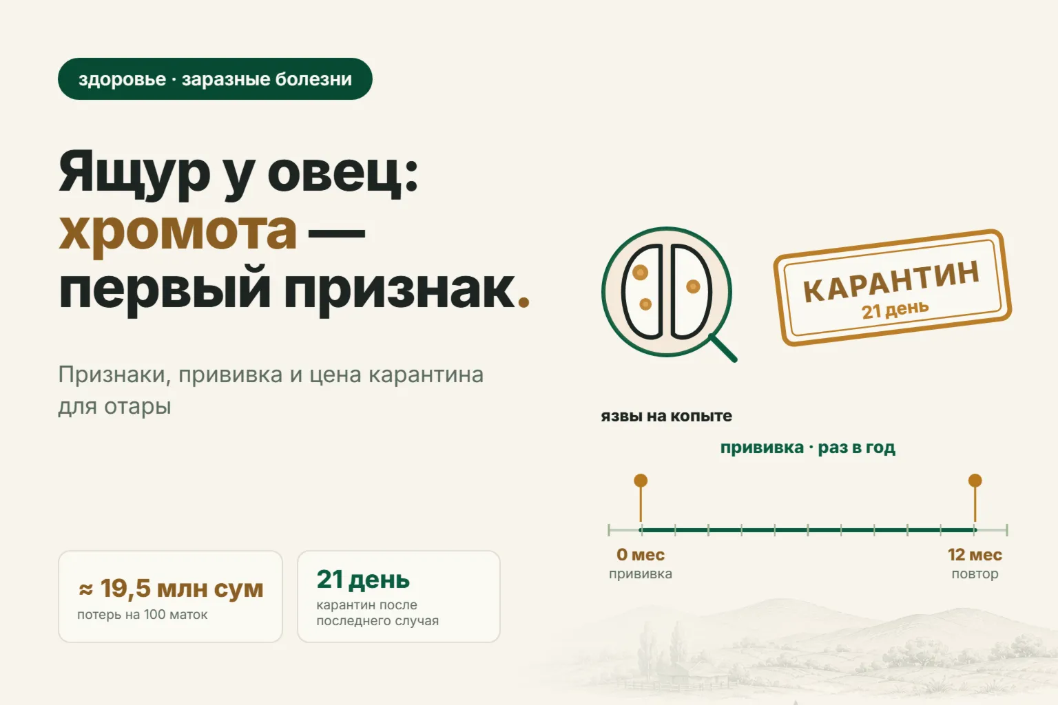 Ящур у овец: признаки, прививка и почему хромота нескольких овец может закрыть продажу всей отары