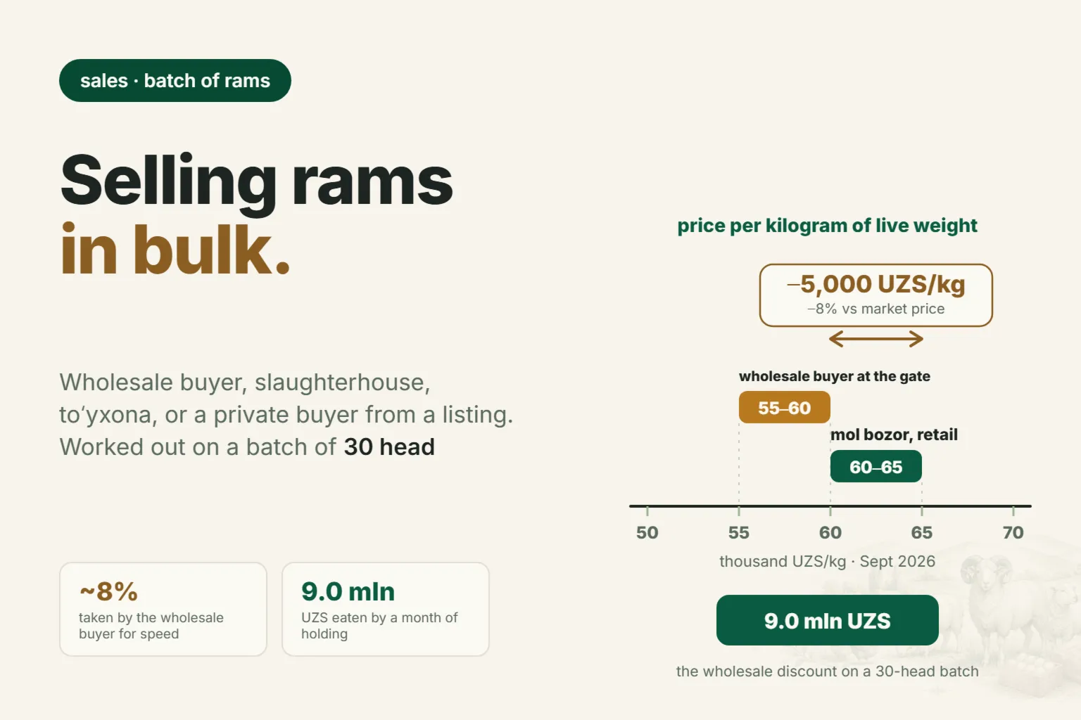 Who to Sell Rams in Bulk to in Uzbekistan in 2026: Wholesale Buyer, Slaughterhouse, Toʻyxonas, or a Direct Buyer