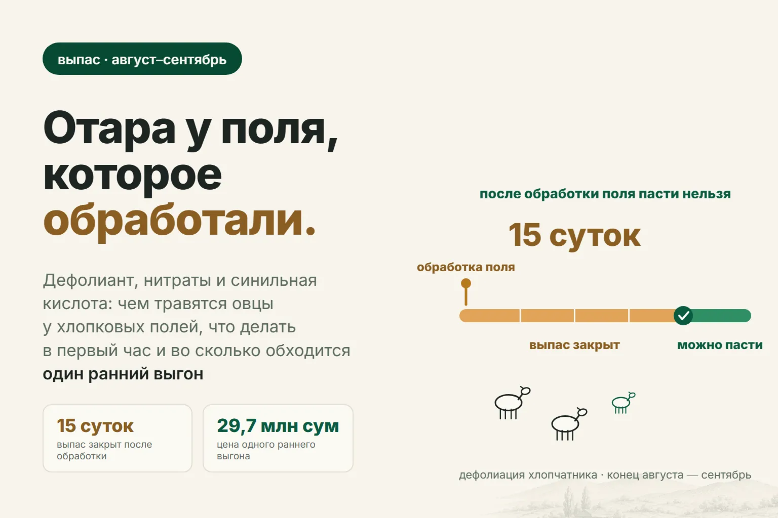 Отравление овец на выпасе: чем травятся у хлопковых полей и что делать в первый час
