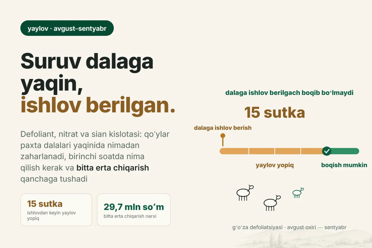 Qoʻylarning yaylovda zaharlanishi: paxta dalasi yonida nimadan zaharlanadi va birinchi soatda nima qilish kerak