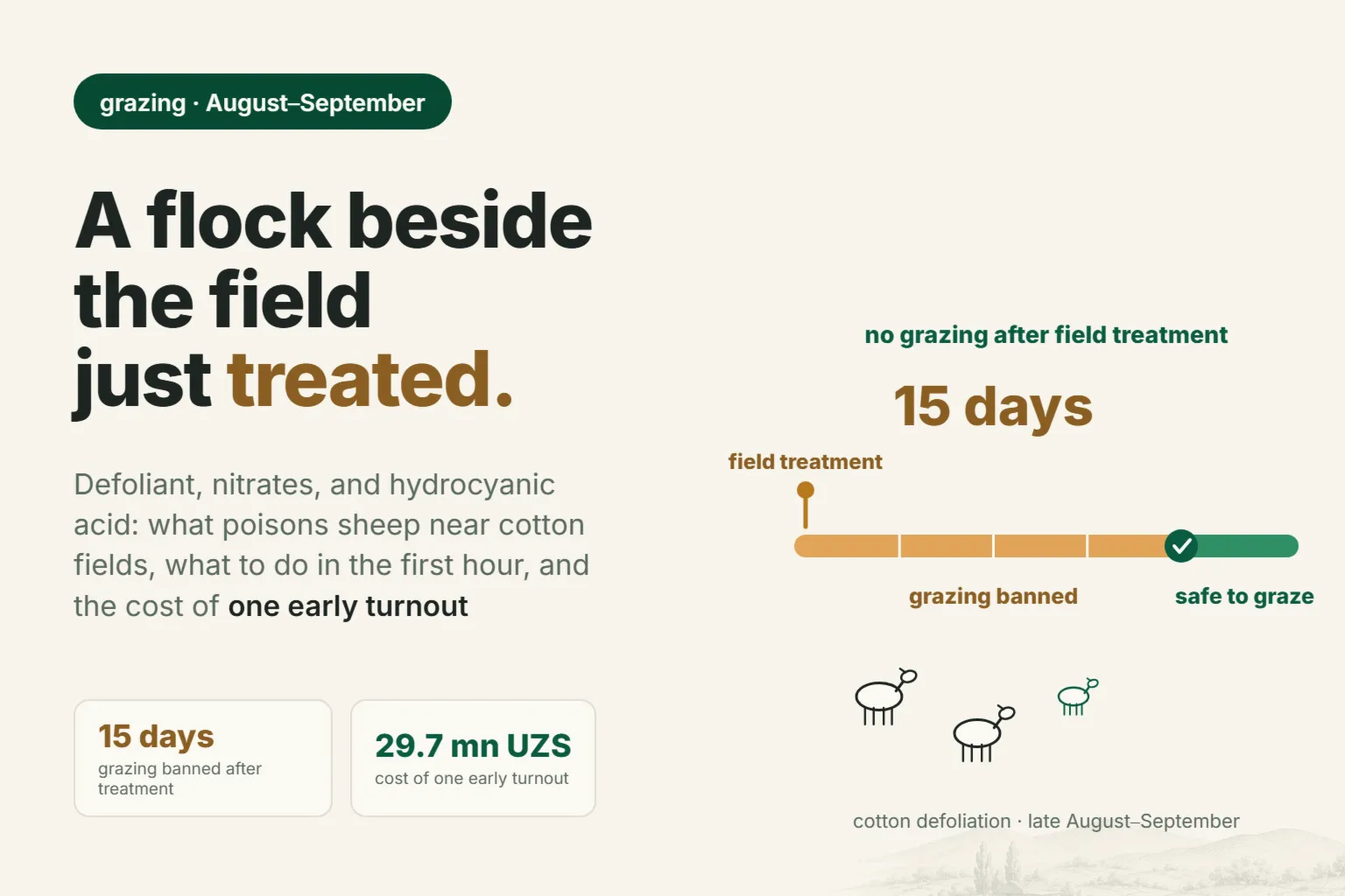 Sheep Poisoning on Pasture: What Poisons Them Near Cotton Fields and What to Do in the First Hour