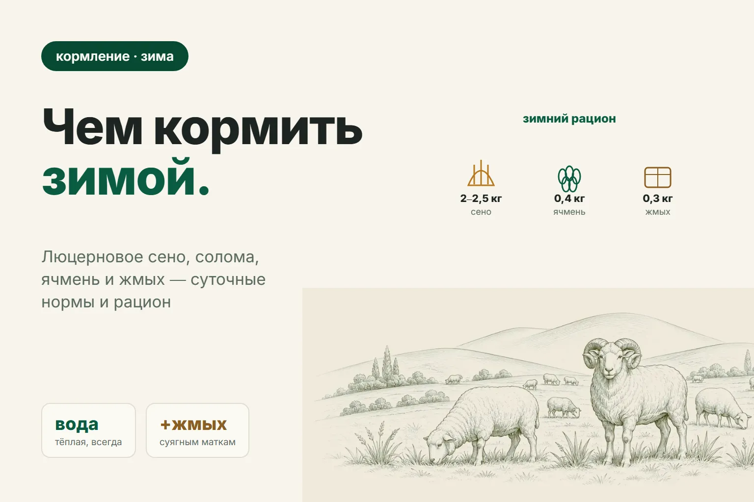 Кормление овец зимой: люцерна, сено, жмых — нормы и рацион