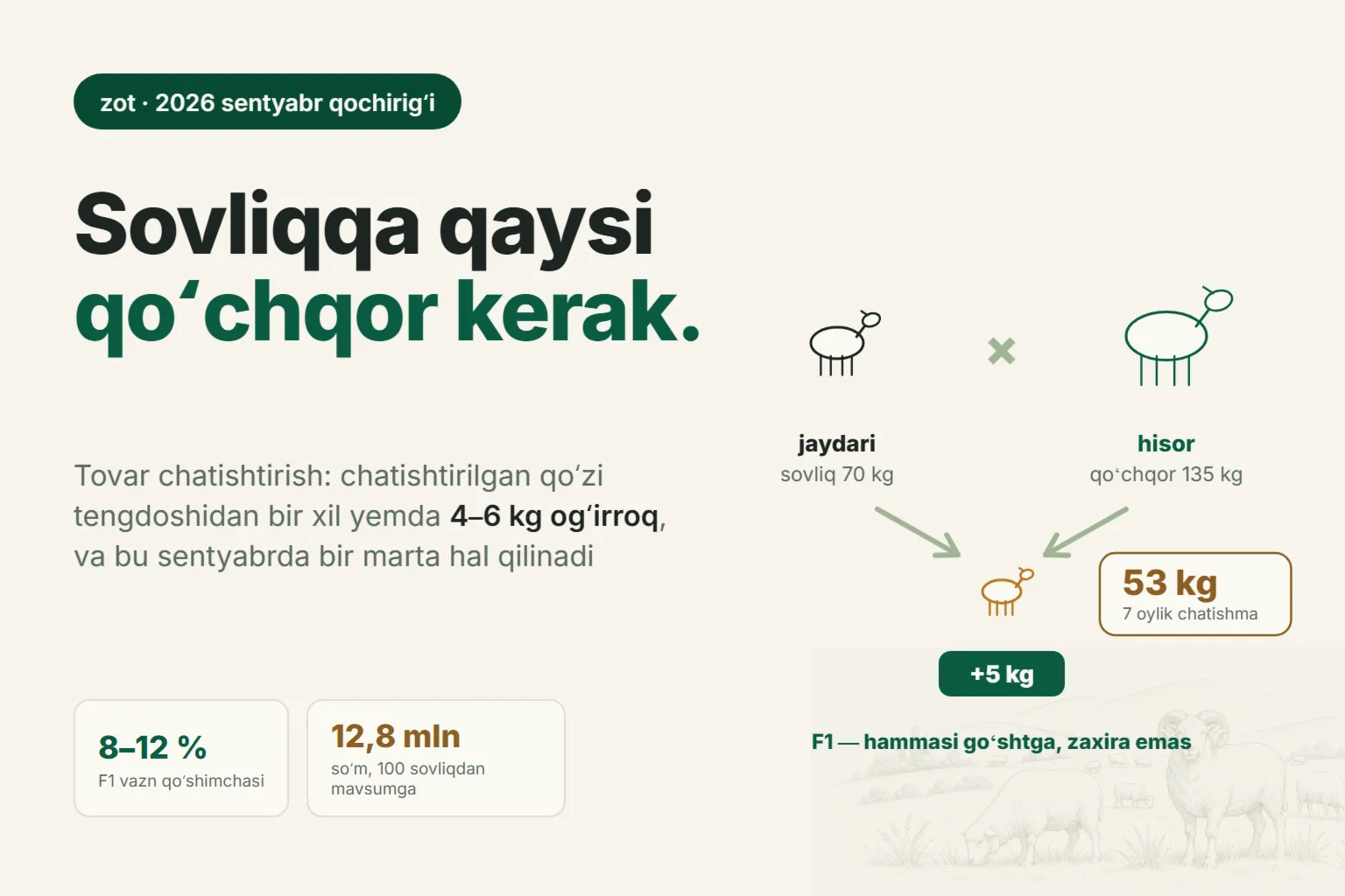 Qoʻy zotlarini chatishtirish: mahalliy sovliqlarni qaysi qoʻchqor bilan qochirish kerak va chatishtirilgan qoʻzi qancha qoʻshib beradi
