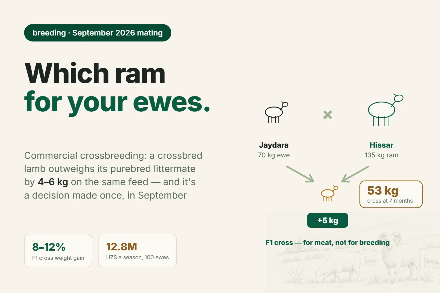 Crossbreeding sheep breeds: which ram to put on local ewes and how much a crossbred lamb adds