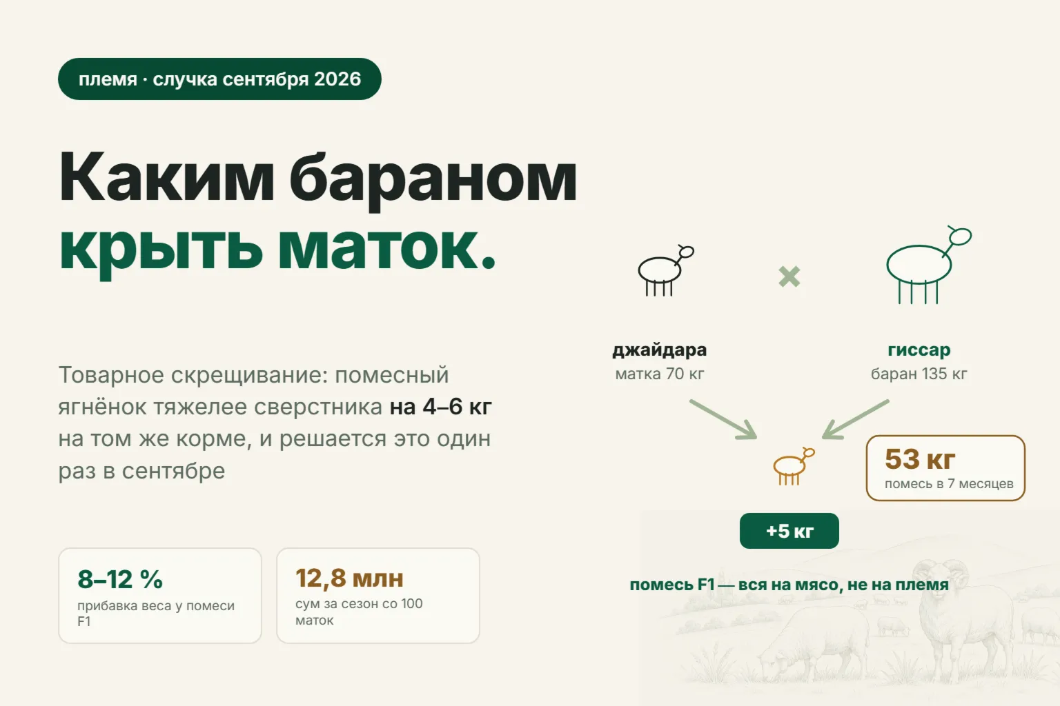 Скрещивание пород овец: каким бараном крыть местных маток и сколько прибавляет помесный ягнёнок