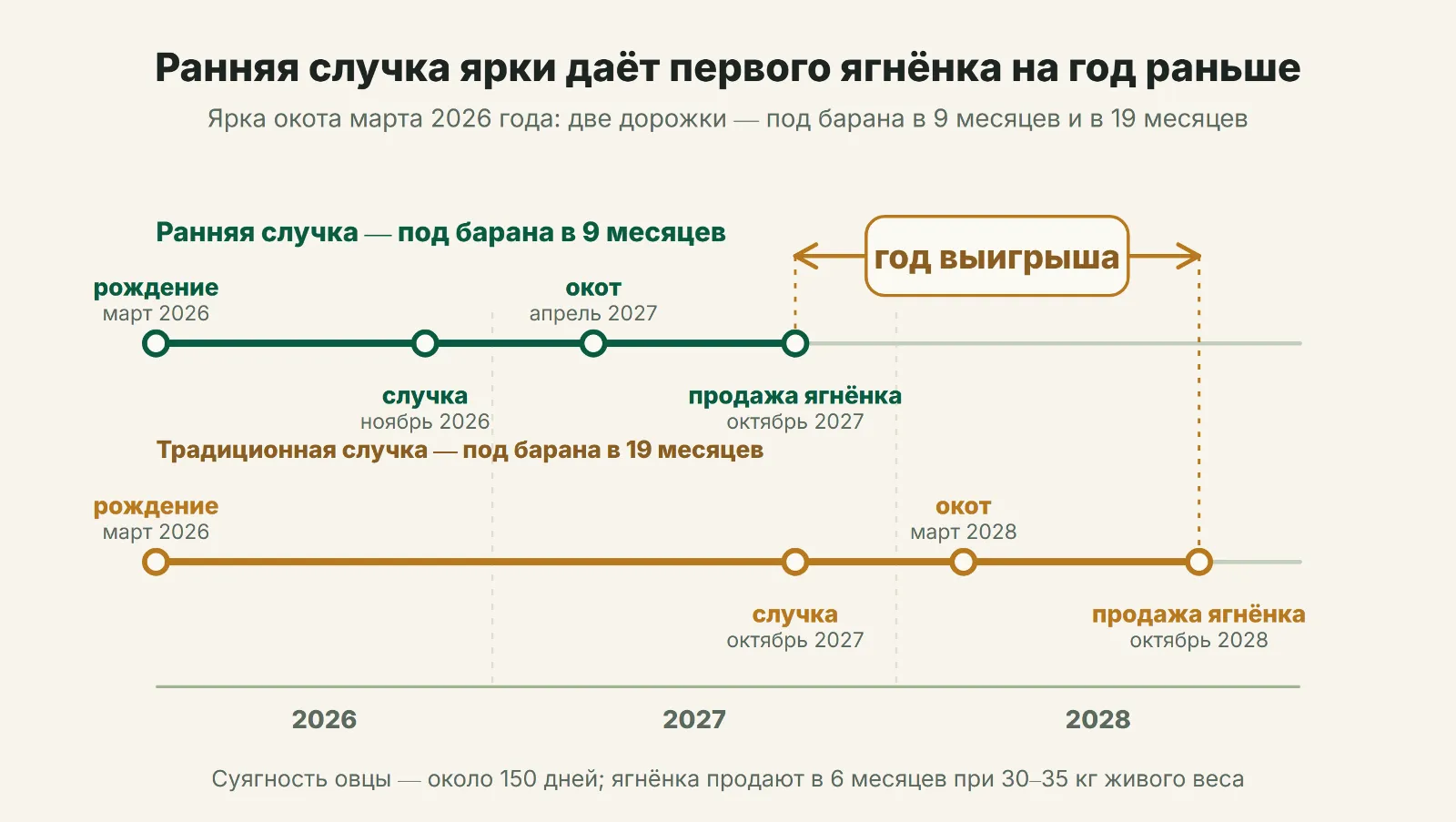 Ранняя случка ярки даёт первого ягнёнка на год раньше