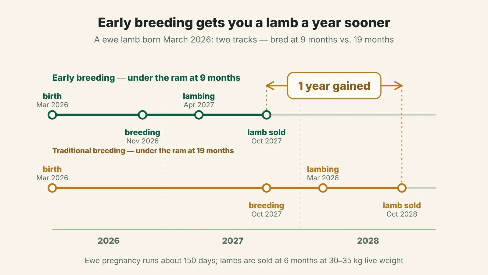 Early breeding gets you a lamb a year sooner