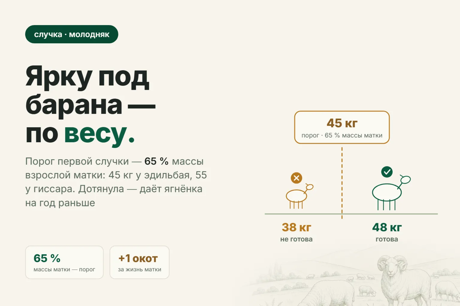 В каком возрасте случать ярку: почему решает вес, а не месяцы