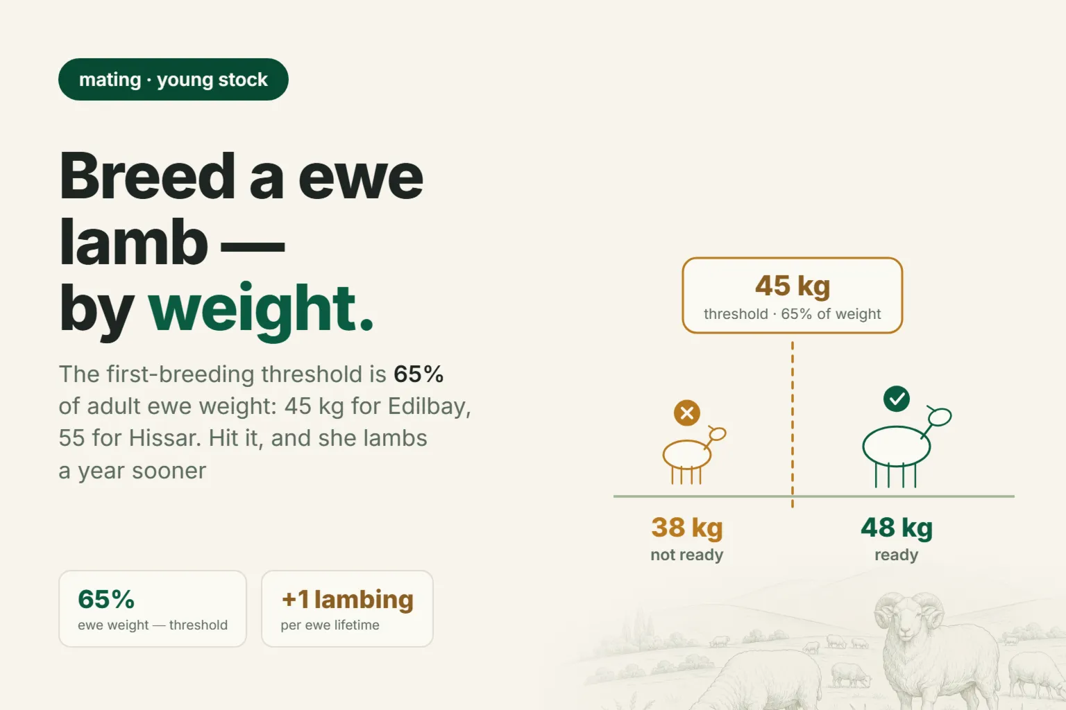 What Age to Breed a Ewe Lamb: Why Weight Decides, Not Months