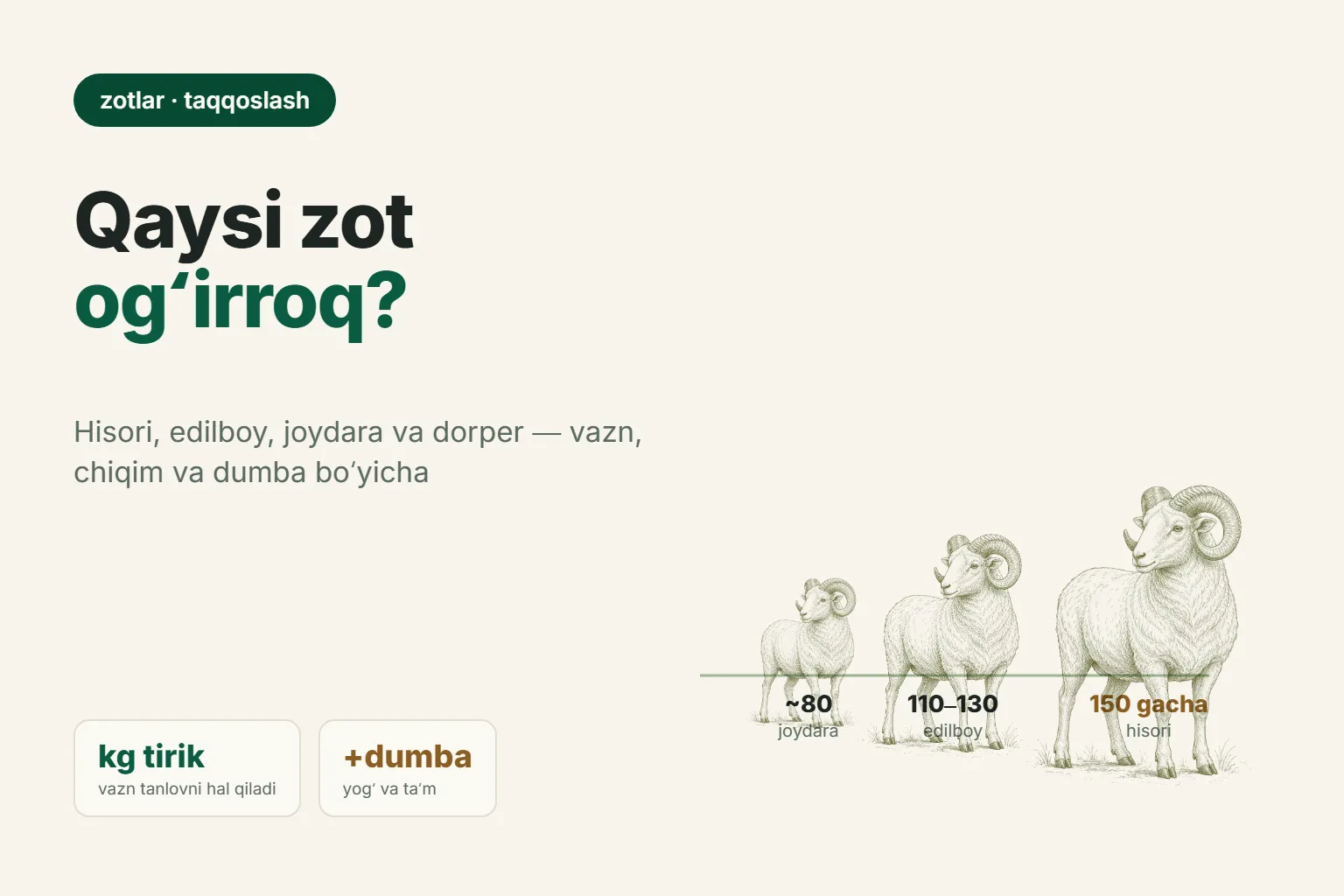 Eng yirik qoʻy zoti: hisori, edilboy, dorper — qaysi birini tanlash kerak