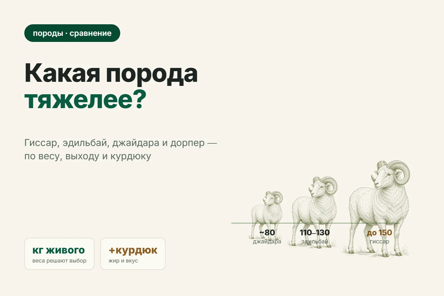 Самая крупная порода овец: гиссар, эдильбай, дорпер — что выбрать