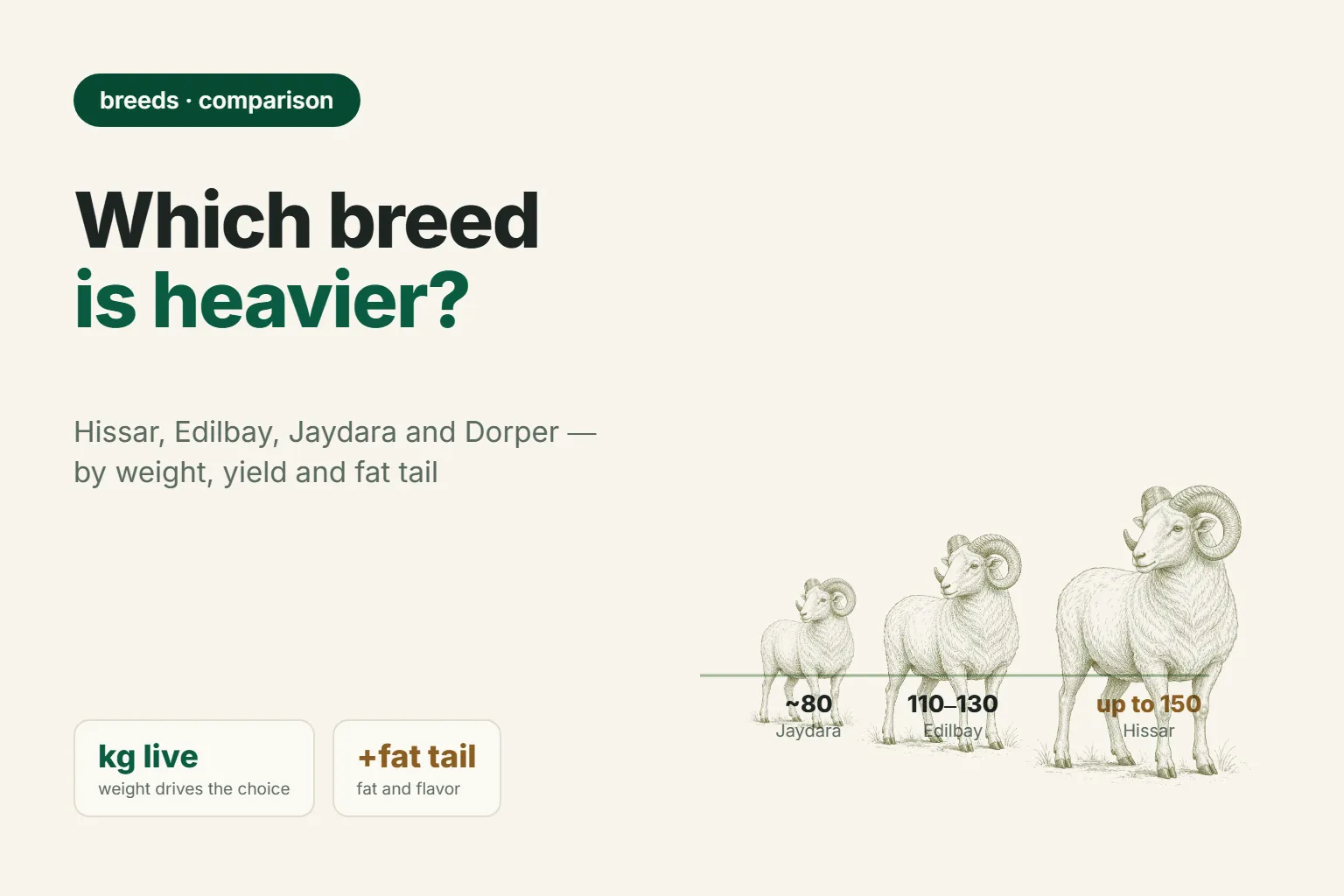 The Largest Sheep Breed: Gissar, Edilbay, Dorper — Which One to Choose