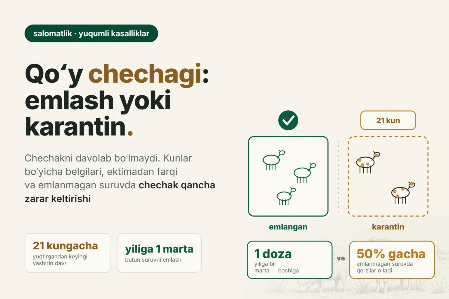Qoʻy chechagi: kunlar boʻyicha belgilari, emlash va emlanmagan suruvda avj olishi qanchaga tushishi