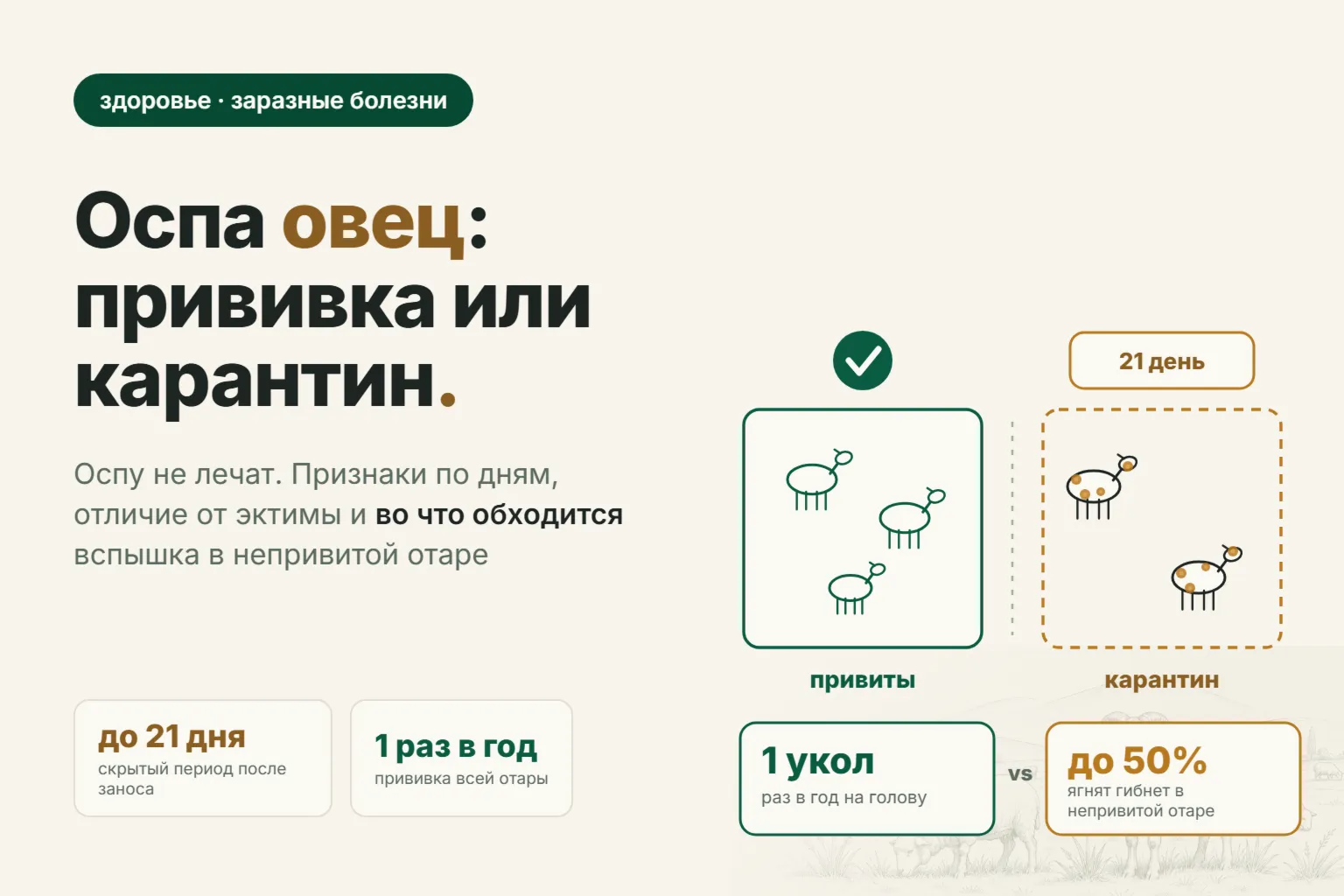 Оспа овец: признаки по дням, прививка и во что обходится вспышка в непривитой отаре
