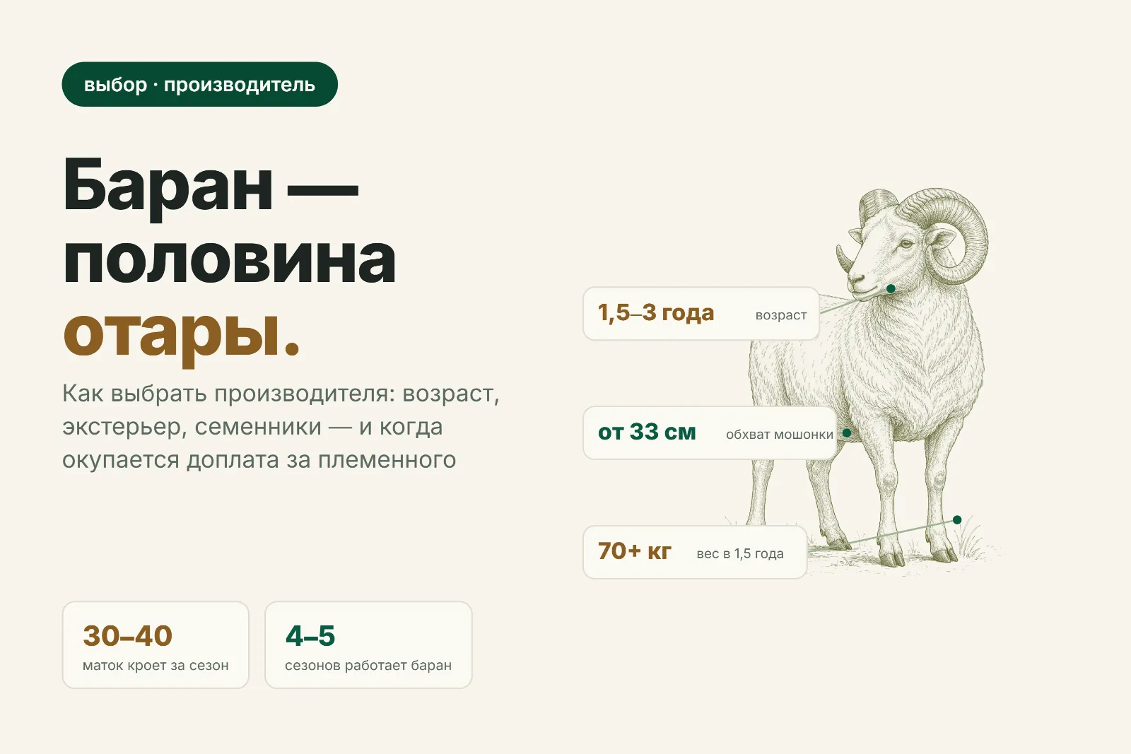 Как выбрать барана-производителя: возраст, экстерьер и окупаемость
