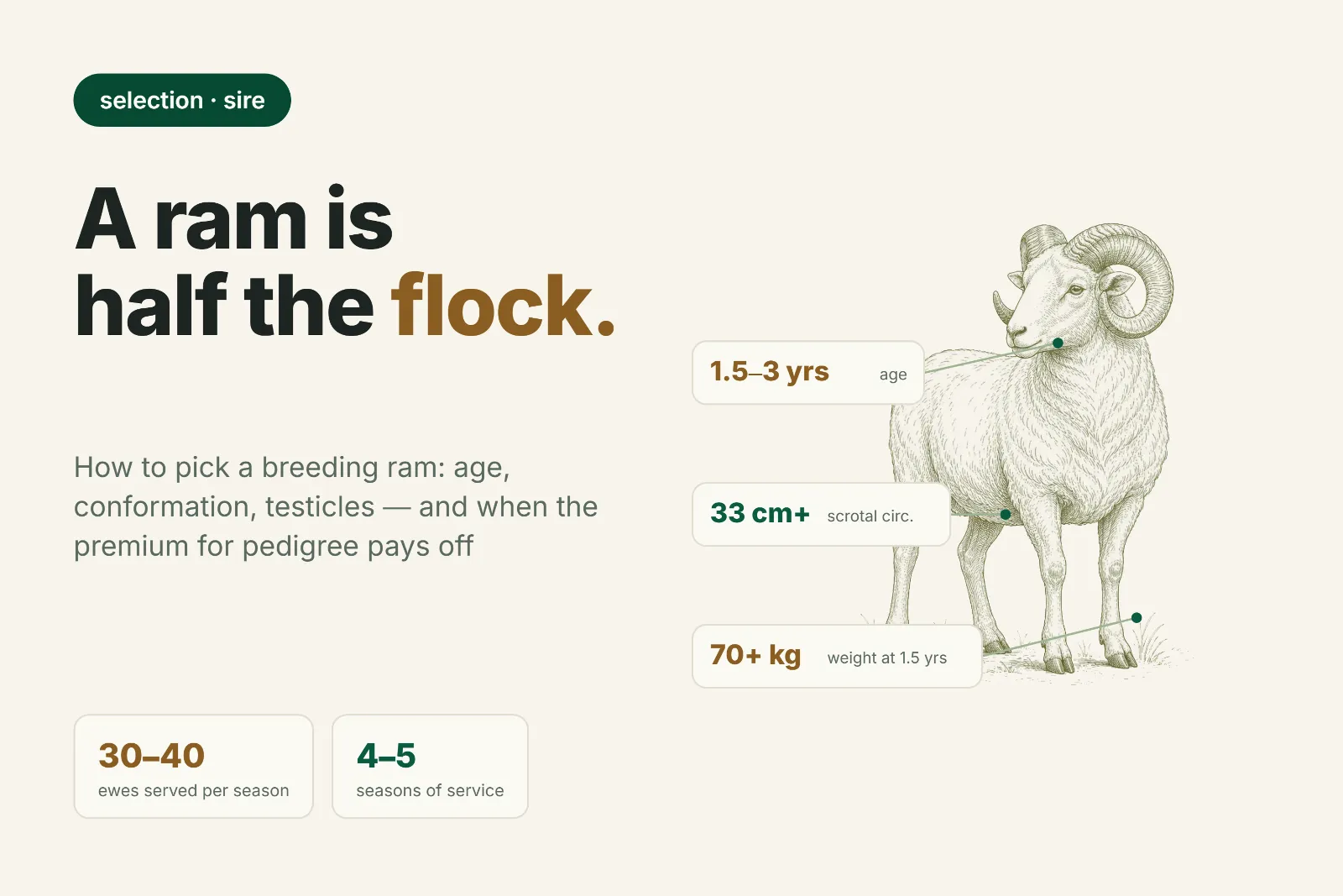 How to Choose a Breeding Ram: Age, Conformation, and Payback