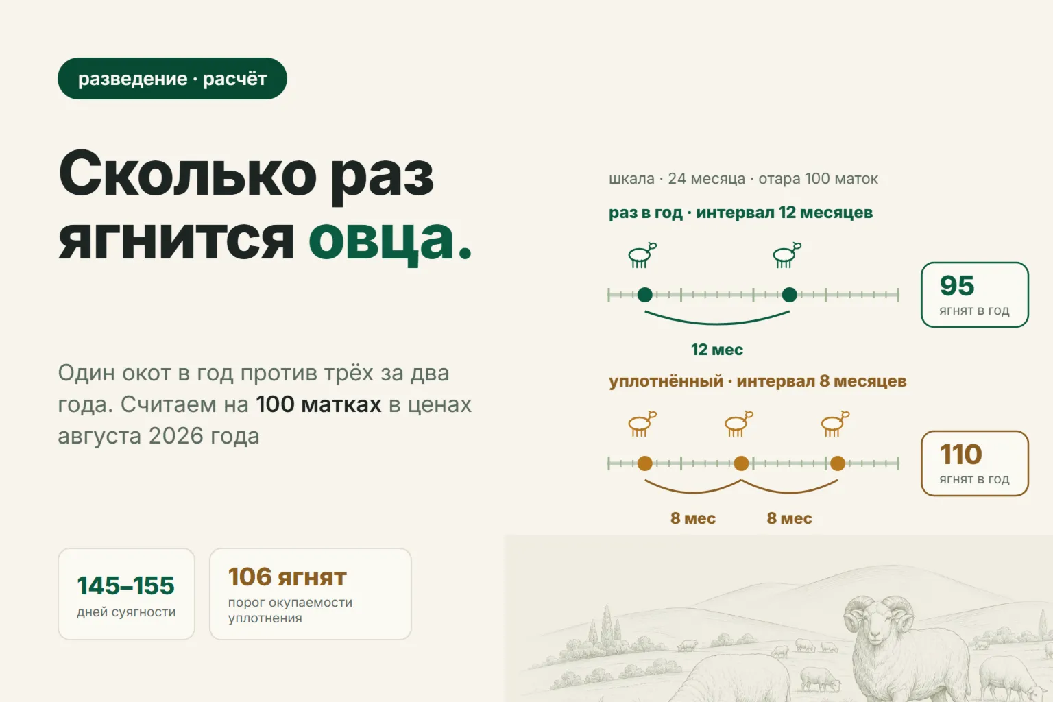 Сколько раз в год ягнится овца: один окот, три за два года и когда уплотнение окупается
