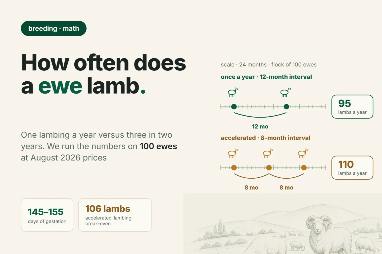 How Often Do Sheep Lamb? Once a Year vs Three Lambings in Two Years