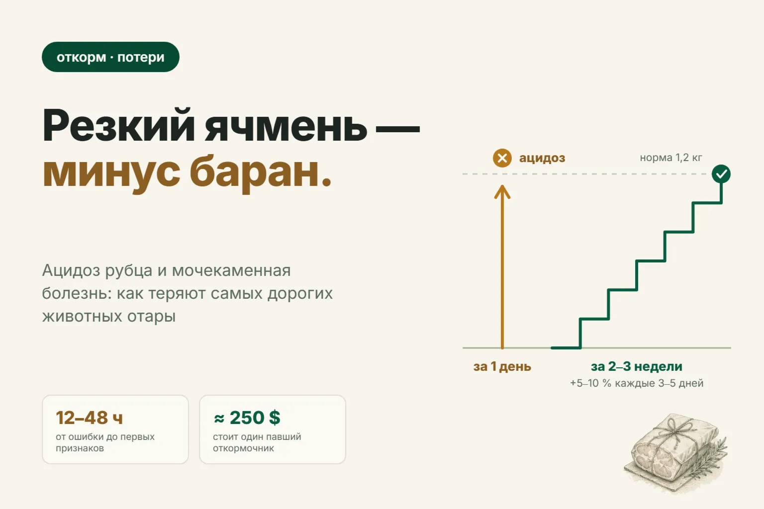 Почему бараны гибнут на зерновом откорме: ацидоз рубца и мочекаменная болезнь