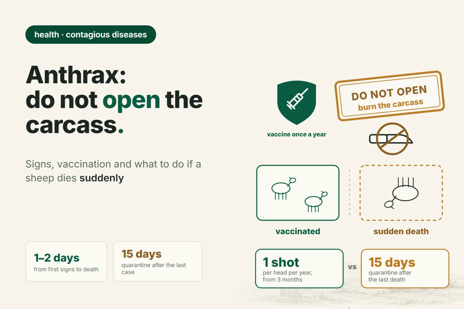Anthrax in Sheep: Signs, Vaccination and What to Do If a Sheep Dies Suddenly