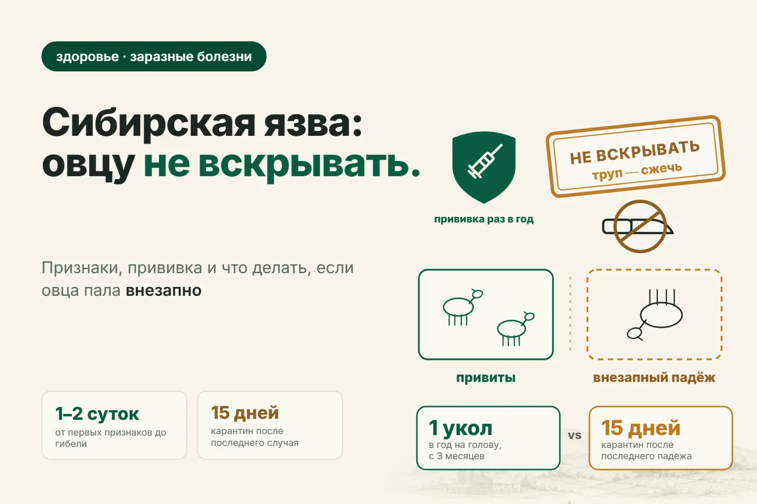 Сибирская язва у овец: признаки, прививка и что делать, если овца пала внезапно