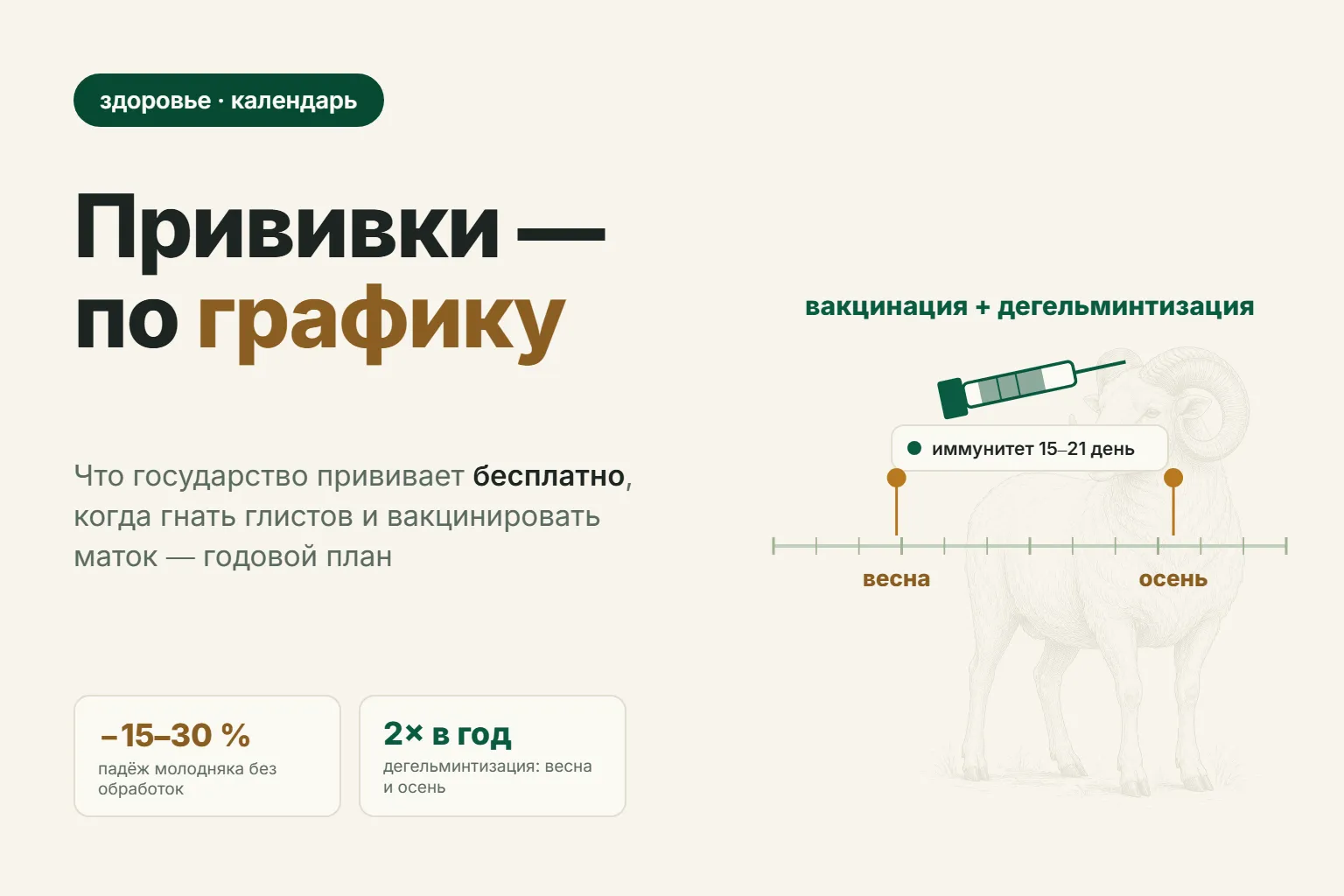 Календарь прививок овец: график вакцинации и дегельминтизации по месяцам