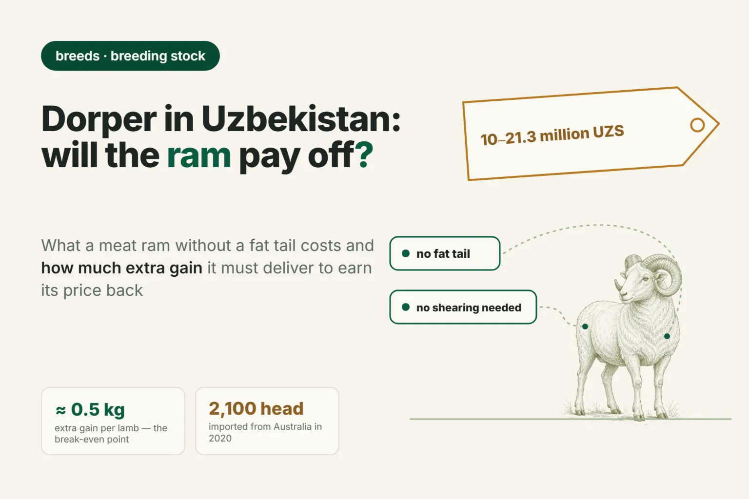 Dorper Sheep in Uzbekistan: What a Ram Costs and Whether It Pays Off on Local Ewes in 2026