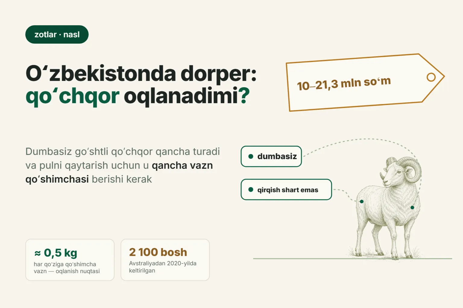 Oʻzbekistonda dorper zoti: qoʻchqor qancha turadi va u 2026-yilda mahalliy sovliqlarda oʻzini oqlaydimi