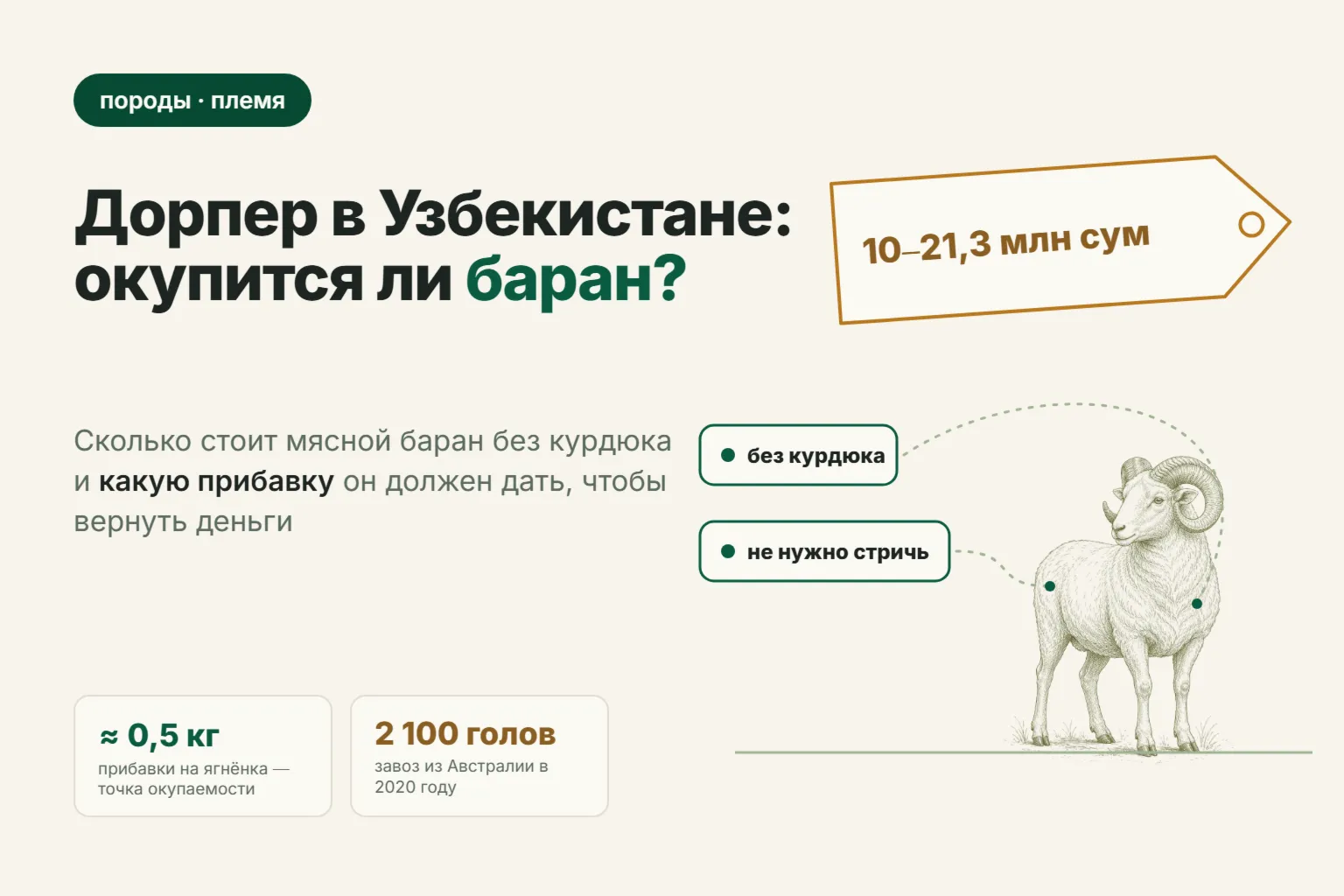 Порода дорпер в Узбекистане: сколько стоит баран и окупается ли он на местных матках в 2026 году