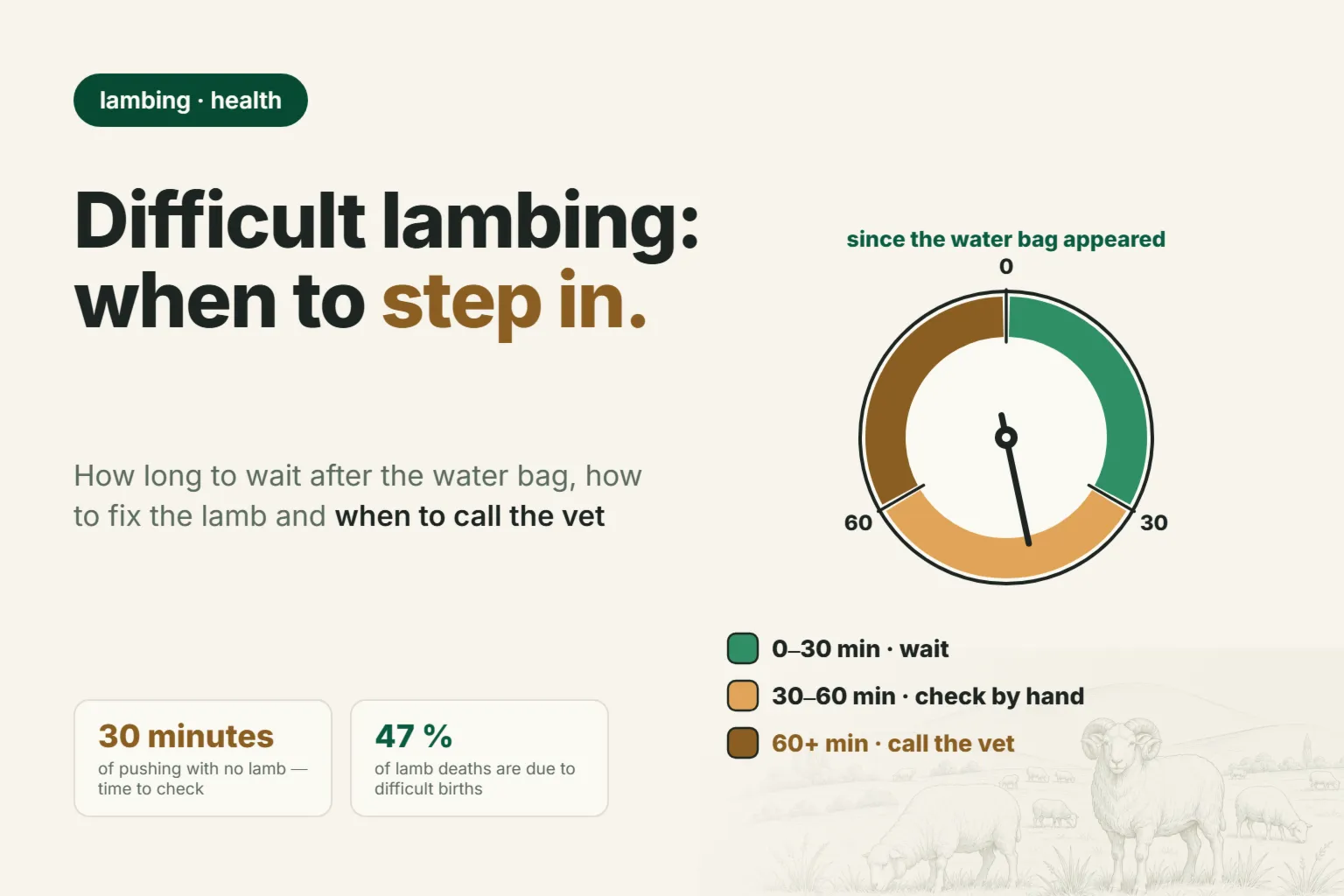 Difficult Lambing in Sheep: How Long to Wait After the Water Bag, How to Correct the Lamb and When to Call a Vet