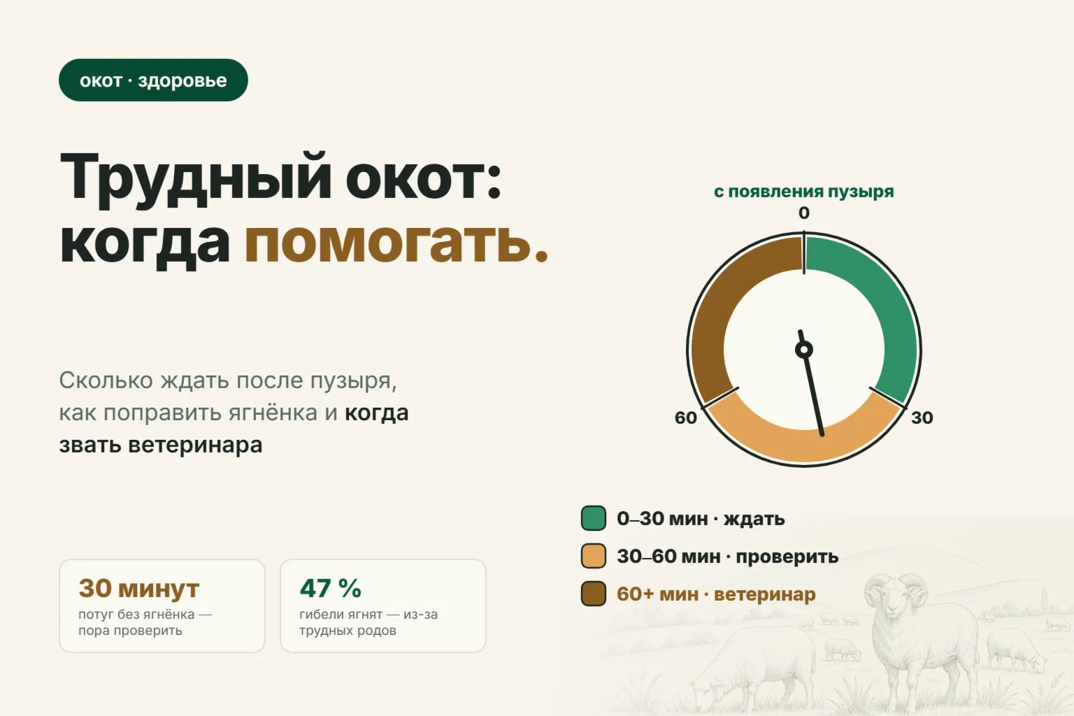 Трудный окот у овцы: сколько ждать после пузыря, как поправить ягнёнка и когда звать ветеринара