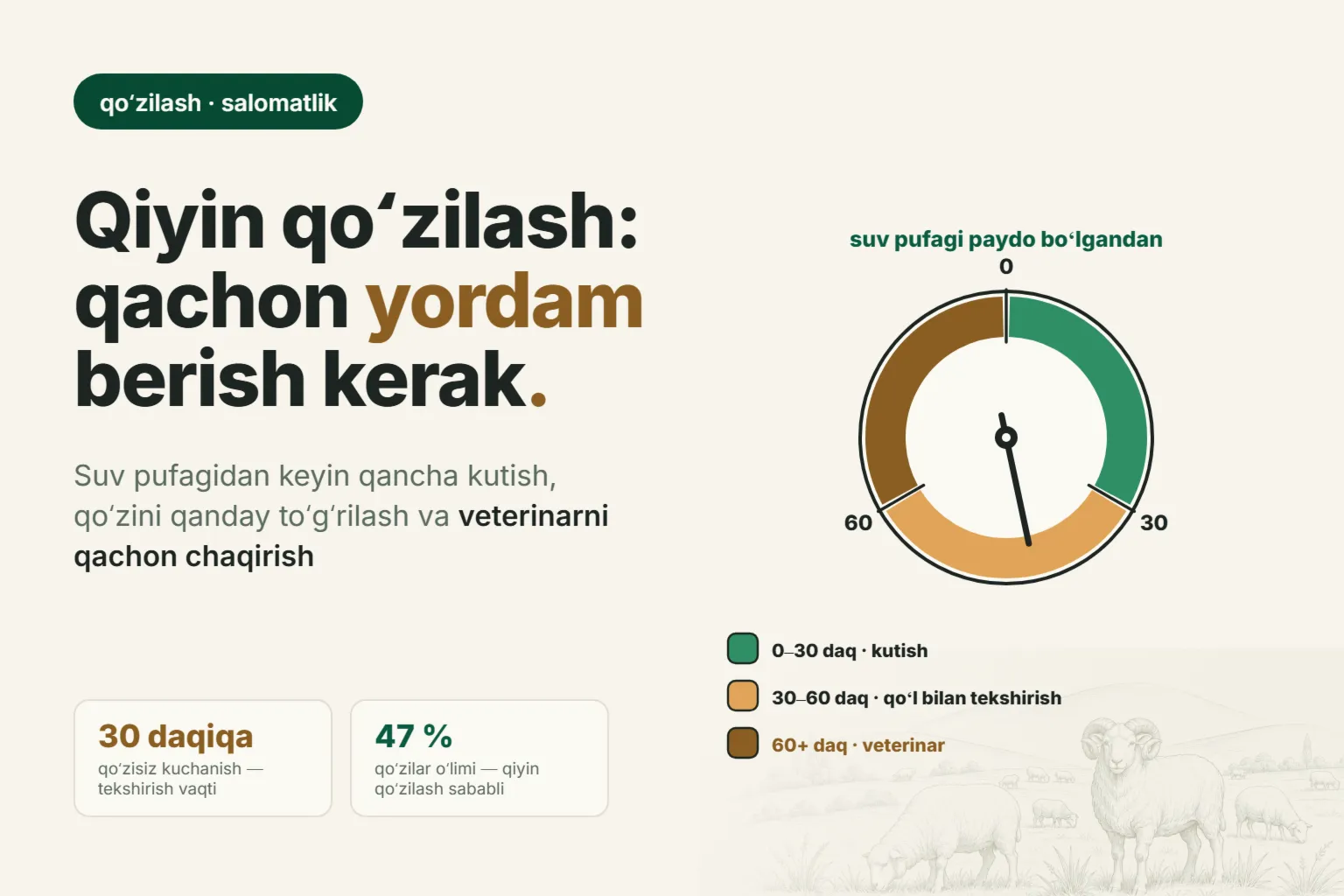 Qoʻyning qiyin qoʻzilashi: pufakdan keyin qancha kutish, qoʻzini qanday toʻgʻrilash va veterinarni qachon chaqirish