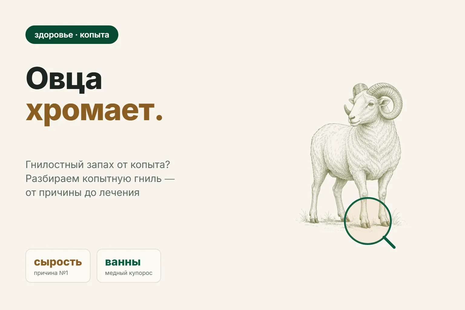 Копытная гниль у овец: причины, признаки и лечение