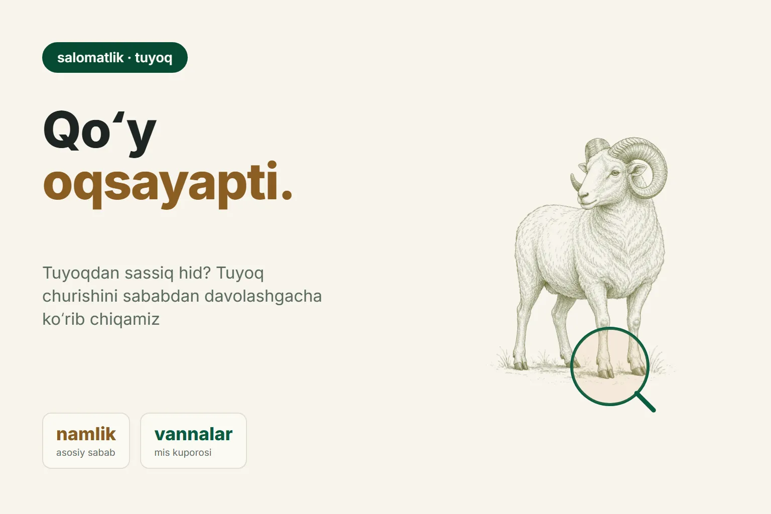 Qoʻylarda tuyoq chirishi: sabablari, belgilari va davolash