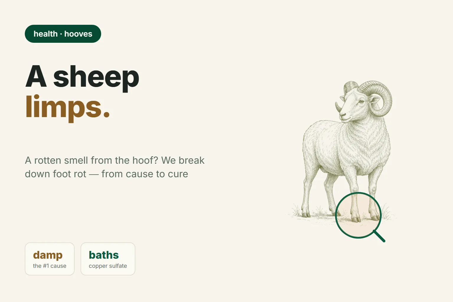 Footrot in Sheep: Causes, Signs, and Treatment