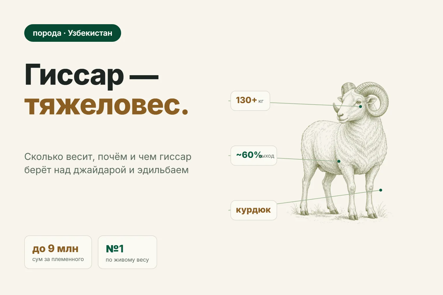 Гиссарская порода овец: вес, цена и чем она отличается от джайдара и эдильбая