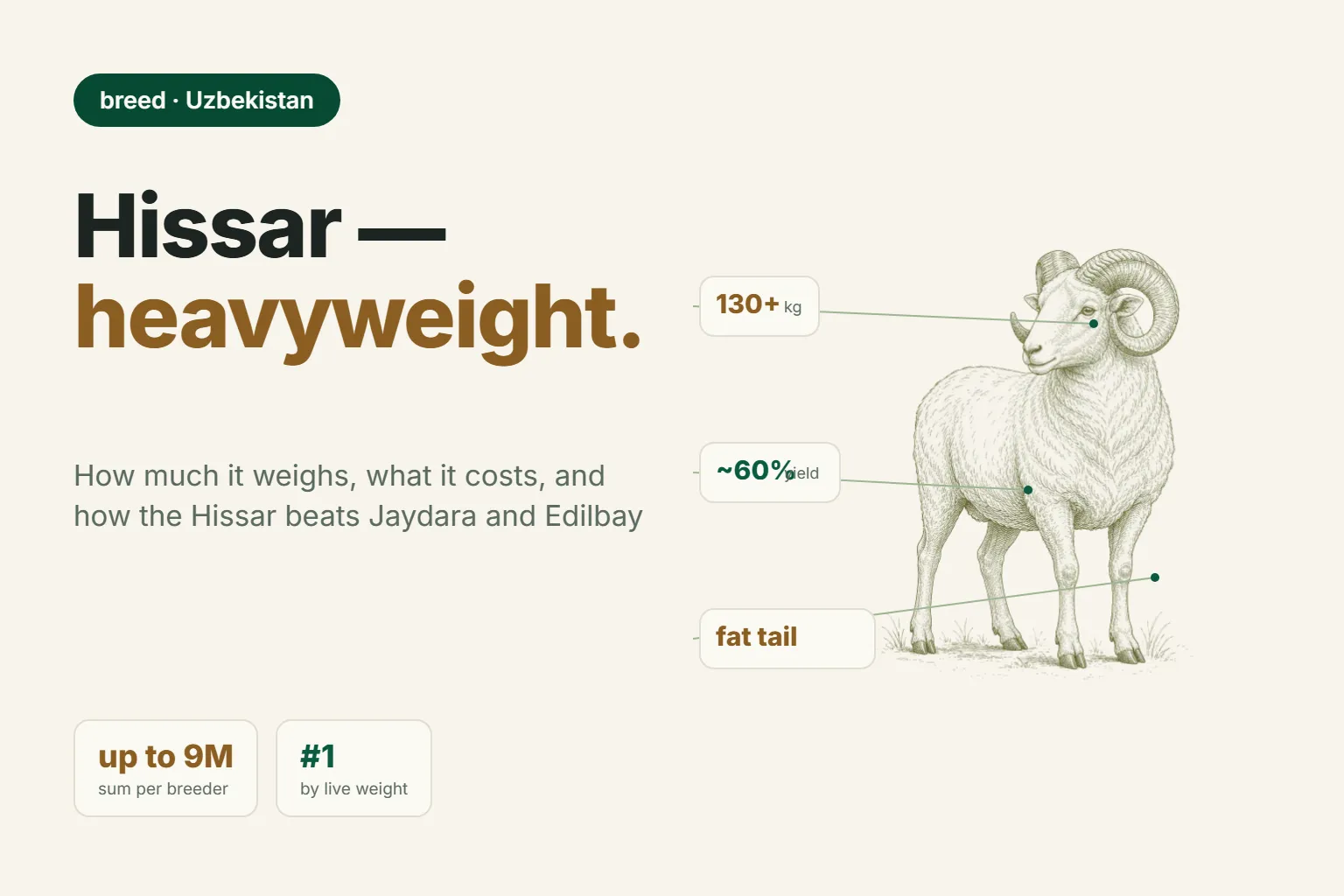 Hissar Sheep: Weight, Price, and How It Compares to Jaydara and Edilbay