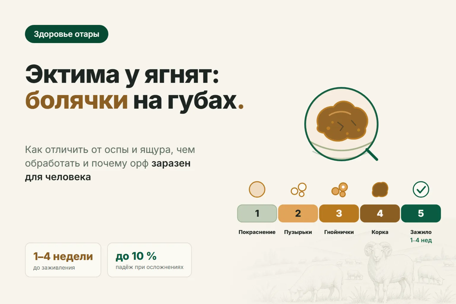 Эктима у овец: болячки на губах ягнят — как отличить от оспы и ящура, чем обработать и опасна ли она для человека