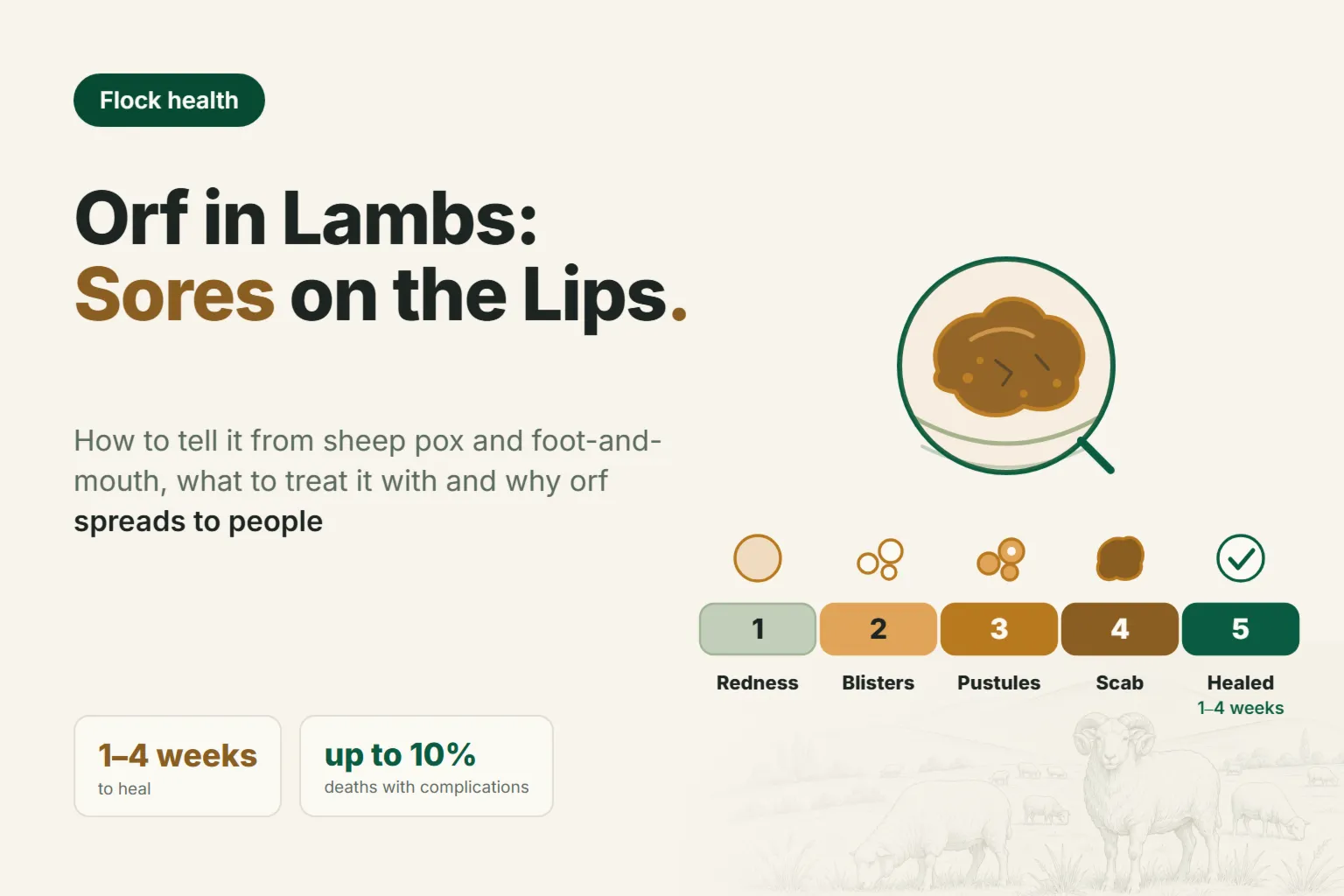 Orf (Contagious Ecthyma) in Sheep: Sores on Lambs' Lips — How to Tell It from Pox and Foot-and-Mouth Disease, How to Treat It and Whether It Is Dangerous to Humans