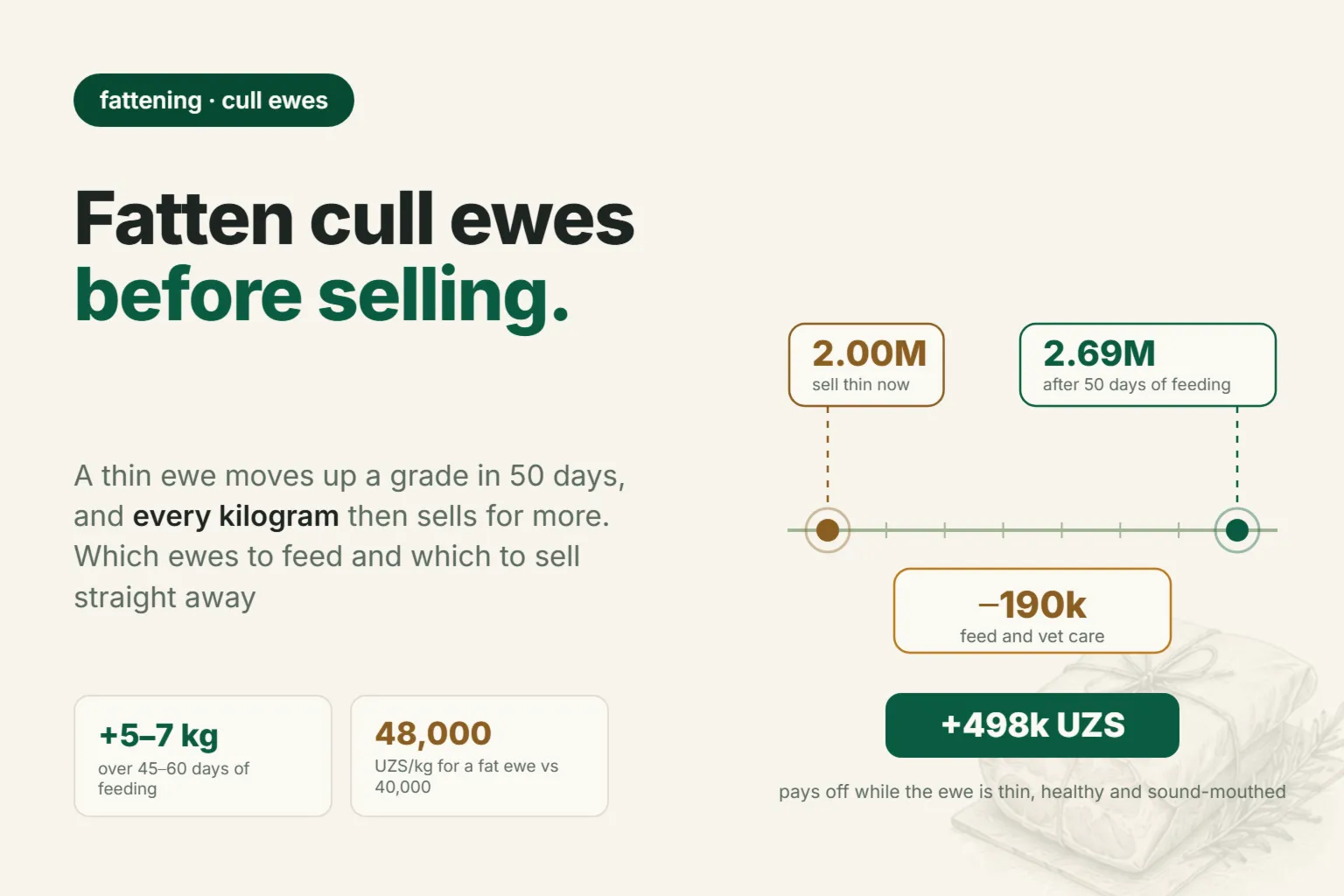 Fattening Cull Ewes Before Sale: How Many Days to Keep Them, What to Feed Them, and Which Ewes to Sell Right Away