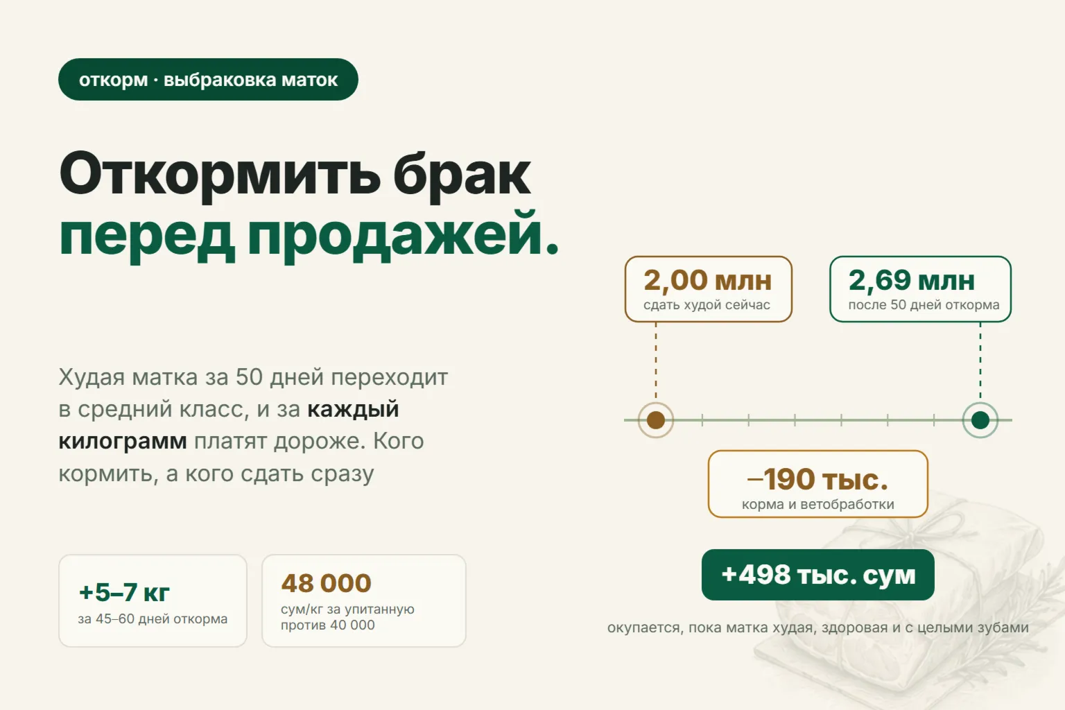 Откорм выбракованных маток перед продажей: сколько дней держать, чем кормить и кого сдать сразу
