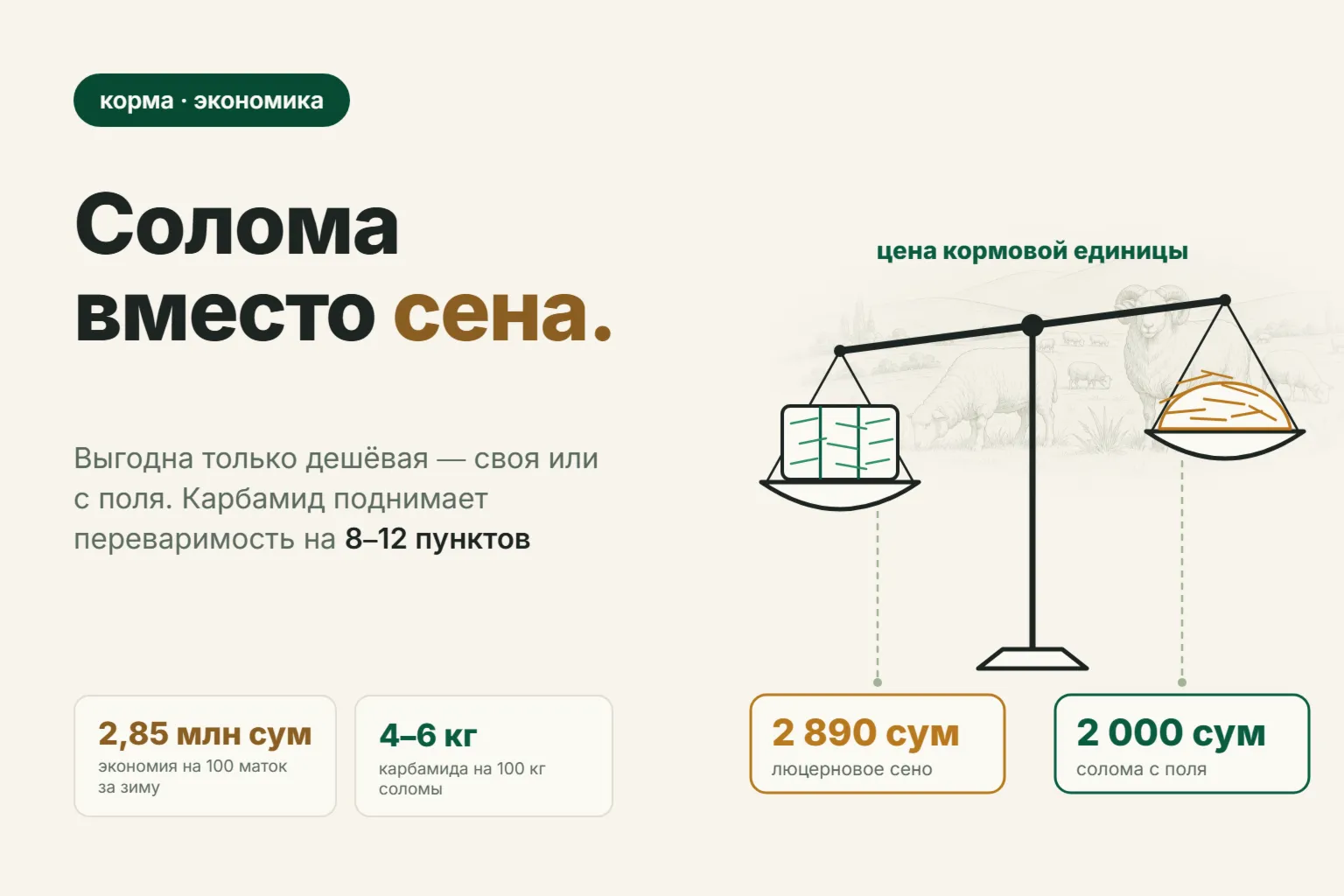 Солома для овец: сколько давать, при какой цене она дешевле сена и как обработать её карбамидом